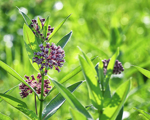 Private GP Tips - Hay fever Season